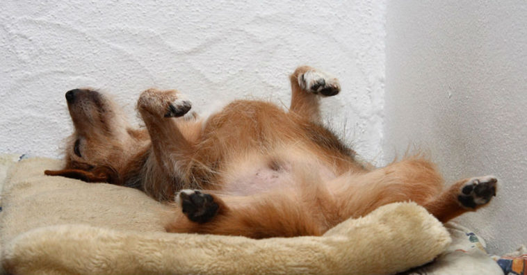 Animais de estimacao sonham