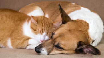 Artrose em cães e gatos