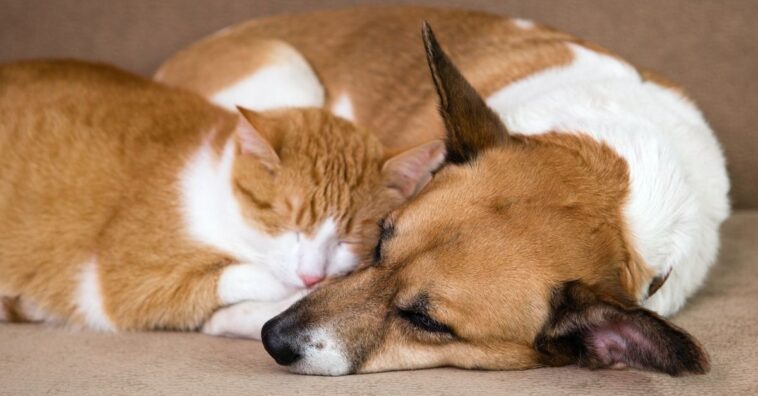 Artrose em cães e gatos