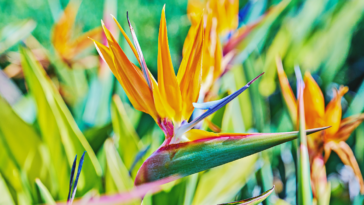 Árvores e plantas tropicais