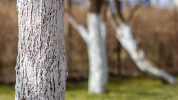 Árvores pintadas de branco