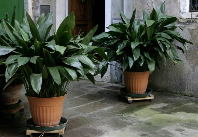 planta Aspidistra-elatior