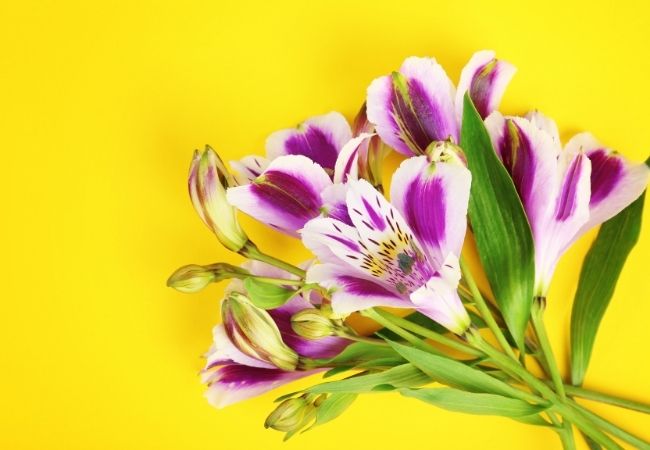 Astromélias: aprenda a cultivar estas belíssimas flores