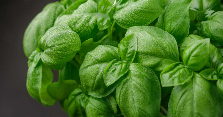 Banhos de manjericão