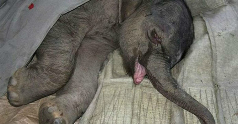 Bebê elefante chora por 5 horas depois de ser atacado pela mãe