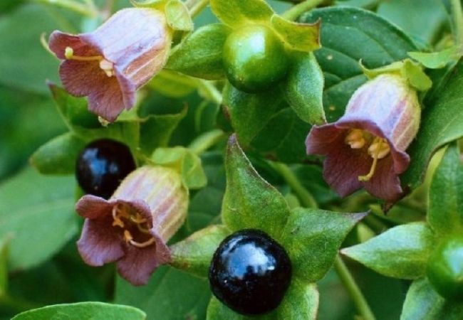 Beladona (Atropa belladonna) pode matar