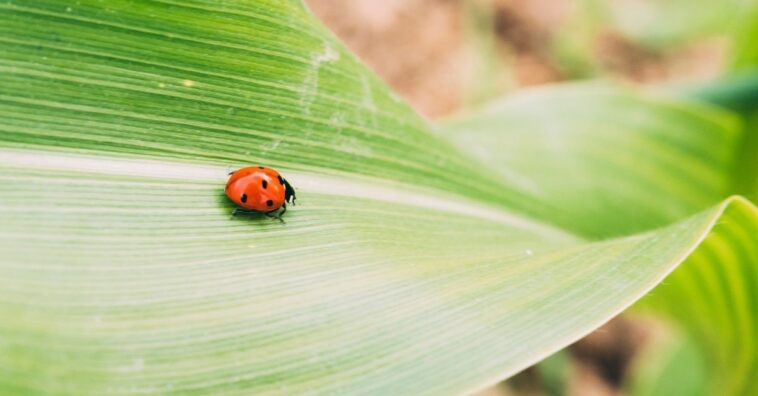Bichinhos que fazem bem às folhas e flores