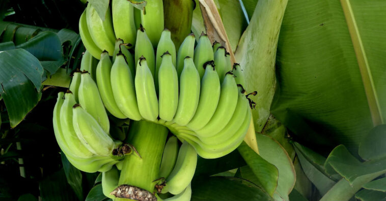 Biomassa de banana verde para diabetes tipo 2