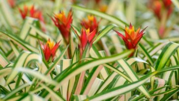 Bromélia-guzmania cuidaos básicos
