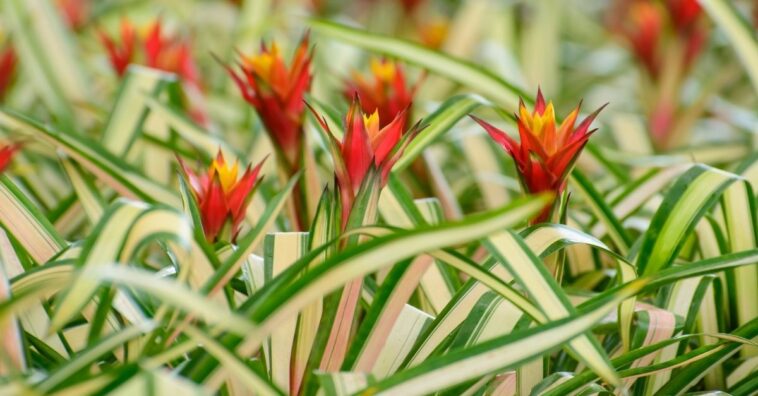 Bromélia-guzmania cuidaos básicos