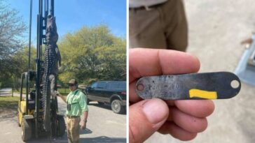 Caçador mata jacaré e descobre restos de cachorros no estômago do animal