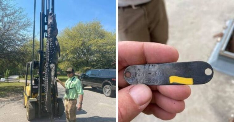 Caçador mata jacaré e descobre restos de cachorros no estômago do animal