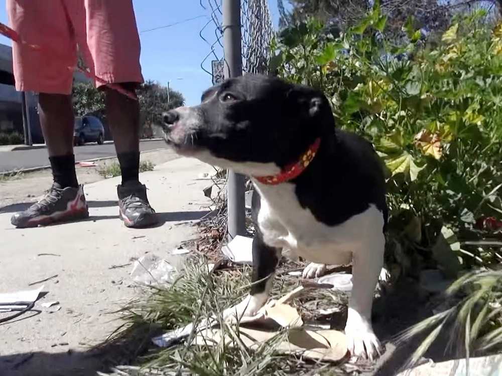 Cachorra de rua se desespera 1