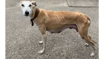 Cachorra extremamente magra