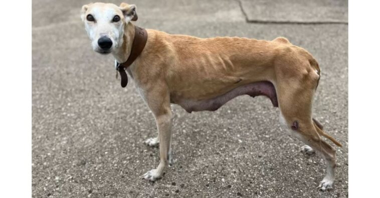 Cachorra extremamente magra