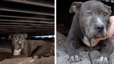 Cachorra passou 9 anos sozinha