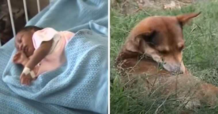 Cachorra resgata bebê abandonada perto de uma floresta no Quênia