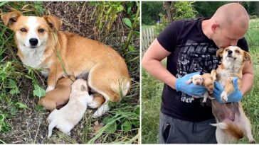 Cachorrinha e dois filhotes