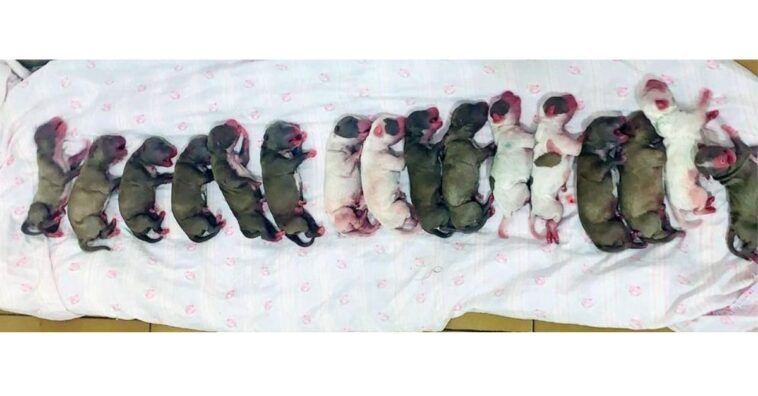 Cachorrinha precisou fazer cesariana para dar à luz