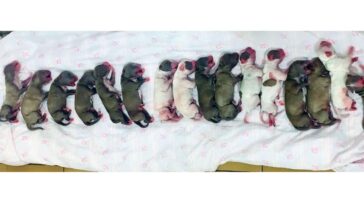 Cachorrinha precisou fazer cesariana para dar à luz