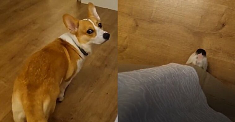 Cachorrinha sentimental