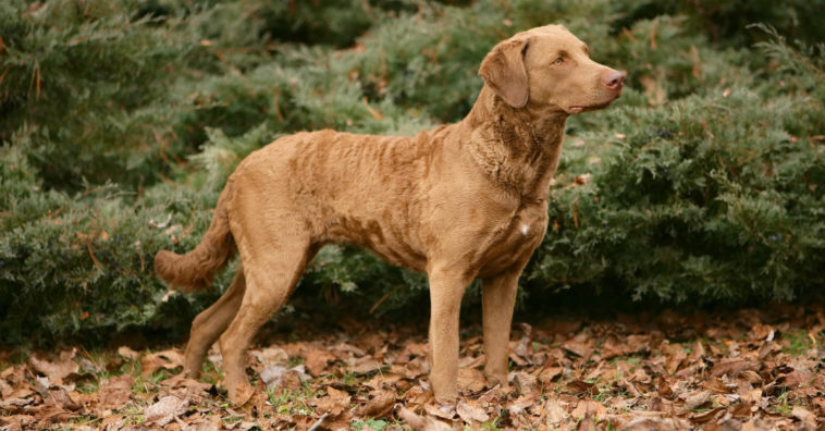 Cachorro conduz seu dono a um matagal para salvar bebê 