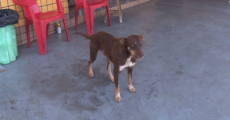 Cachorro de rua encontra carteira com quase R$ 4 mil, que são devolvidos ao dono