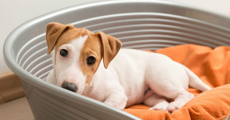Cachorro dormindo significados