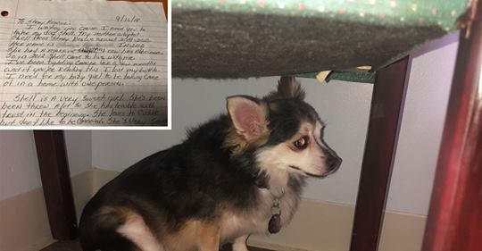Cachorro foi entregue com nota comovente antes do suicidio do proprietario bilhete