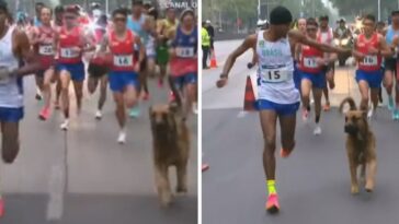 Cachorro invadiu a maratona
