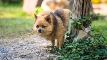 Cachorro marcando território