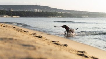 Cachorro na praia