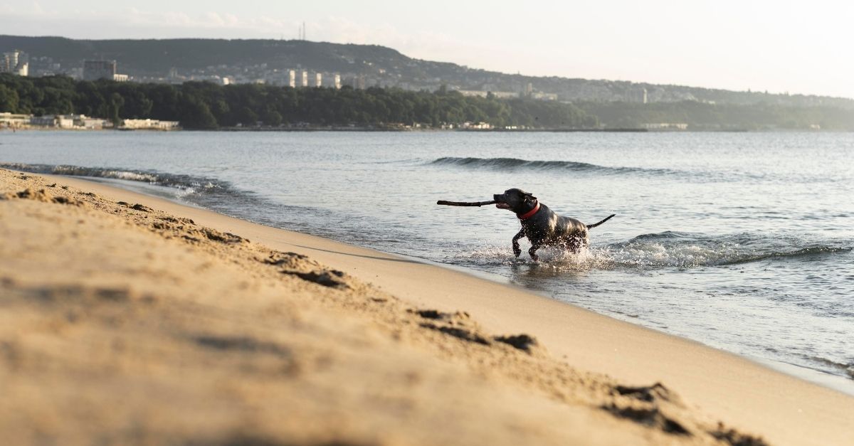 Cachorro na praia