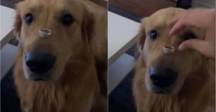 Cachorro participa de vídeo anunciando o noivado da dona e resolve comer o anel