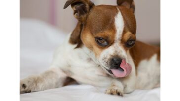 Cachorro que lambe muito as patas