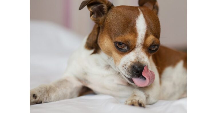 Cachorro que lambe muito as patas