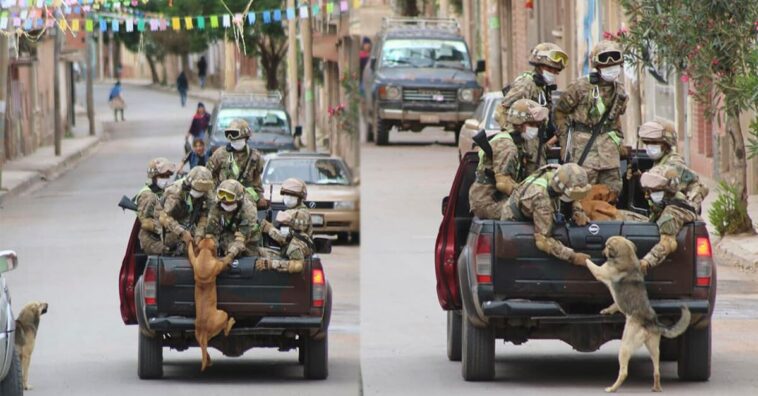 Cachorros são resgatados por militares bolivianos