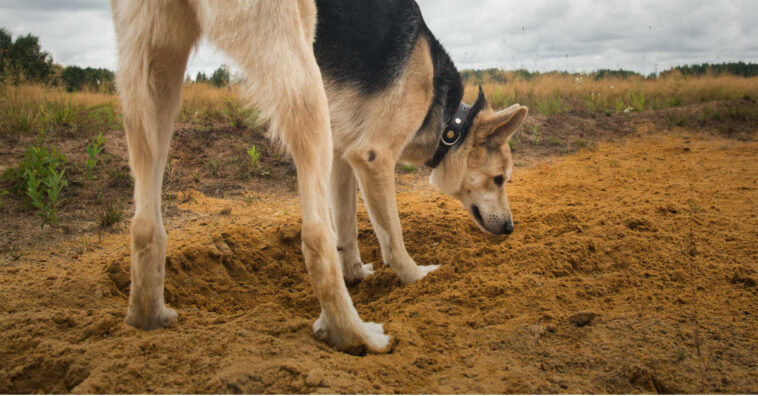 Cachorros salvam bebê recém-nascida abandonada pela mãe em bueiro