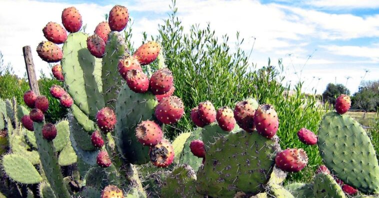 Cactínea para que serve