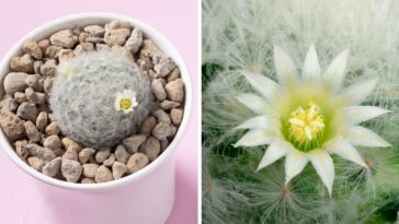 Cacto pluma como cuidar