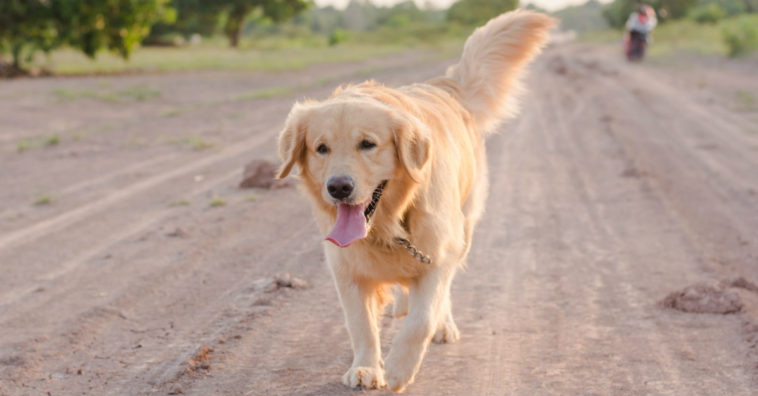 Cadela espera na porta da delegacia por dono preso há um ano
