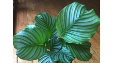 Caetê-redondo cuidados