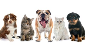 quais os sintomas de Câncer em animais