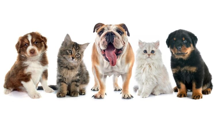 quais os sintomas de Câncer em animais