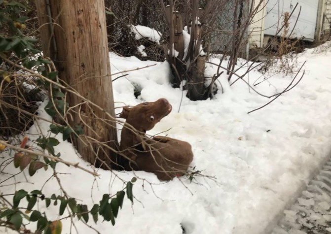 Cão amarrado na neve 2
