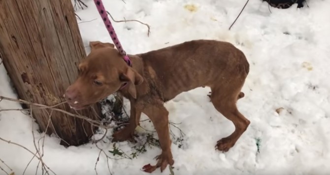 Cão amarrado na neve 3