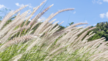 como decorar com Capim-dos-pampas