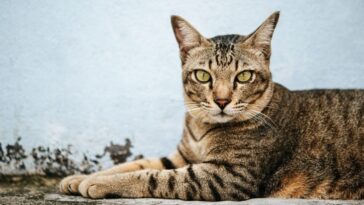 o que fazer Caspa de gato