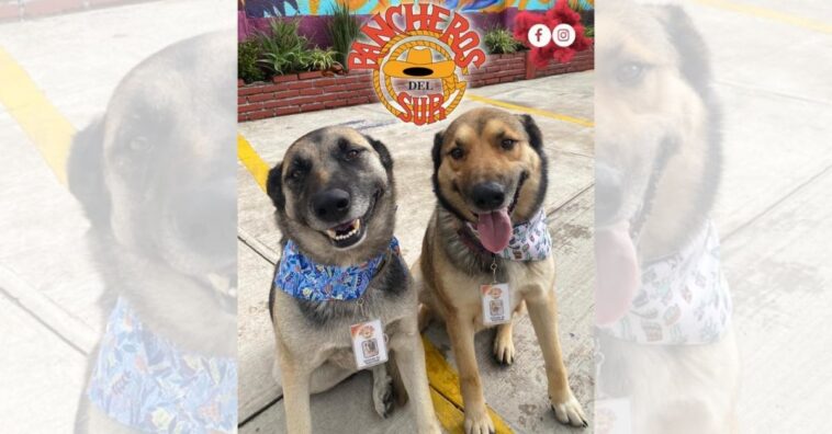 Cães viram recepcionistas de restaurante e encantam os clientes