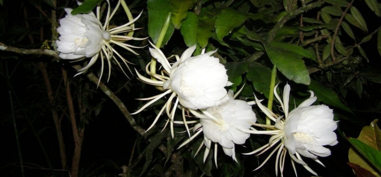 plantas exóticas Cestrum nocturnum